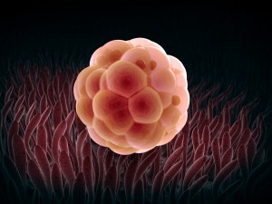 Embryo cleavage